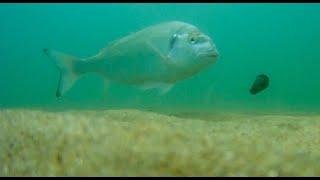 Pesca in MARE un caldo da ORATE