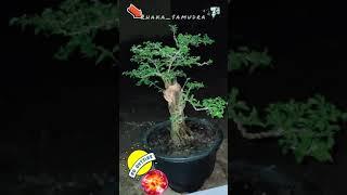 bonsai sinyonakalsederhana namun memikat hati juri