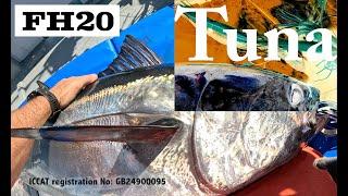 Commercial Atlantic Bluefin Tuna fishing in Cornwall UK  - FH20 BFT E1 2024