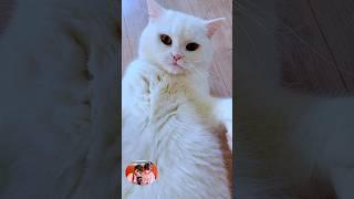 kitty sayang selalu cari kawan main #shortvideo #shorts  #cat #kucing #catlover #kucinglucu #fyp