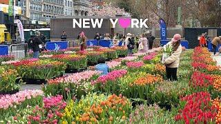 4KNYC Spring Walk Tulip Day at Union Square Cherry Blossom in Roosevelt Island. Apr. 7 2024