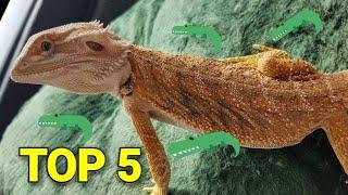 TOP 5 činjenica o BRADATIM AGAMA kao kućnim ljubimcima