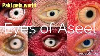 Eyes  shape and color of pure aseel breed