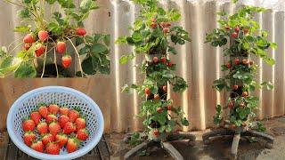 A wonderful way to grow strawberries at home that you should not miss