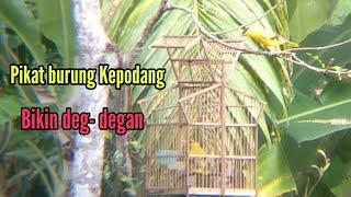 Pikat burung kepodang pakai kandang perangkap