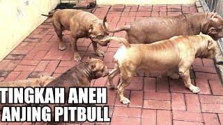 BERTINGKAH ANEH  KELAKUAN SEMUA ANJING PITBULL NGAK SEPERTI BIASANYA #hewiepitbull