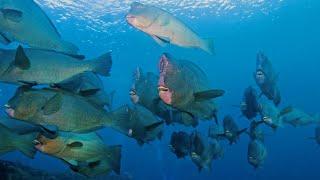 SPEARFISHING PHILIPPINES  BUMPHEAD PARROT FISH  CALAYAN ISLAND DAY 0.4  MEL SPEARFISHING TV