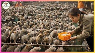 China rats Farm - How Millions of rats Are Processed for Meat by Chinese Farmers processing factory