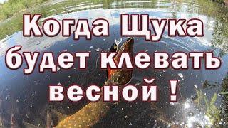 КОГДА щука БУДЕТ КЛЕВАТЬ весной  Тактика ловли щуки весной на реке . Рыбалка на Щуку .