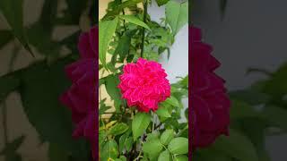 Bunga Mawar Merah + Bunga Mawar Putih