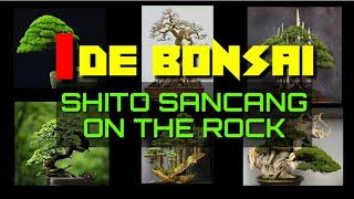 IDE BONSAI Shito Sancang On The Rock