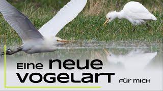 Diese Vogelart habe ich noch nie fotografiert