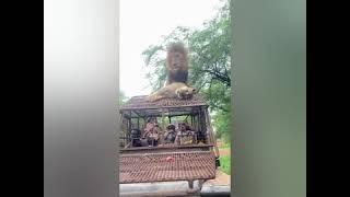 Hilarious moment lions mating on top of safari jeep but the wildlife park visitors seem more impres