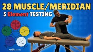 MUSCLE TESTING & Nervous System Regulation