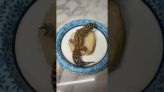 there’s a gecko in my #bigmac #gecko “we have food at home” #reptiles #pets food at home