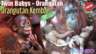 Orangutan TwinOrangutan Kembar @orangutanhouseboattour6258