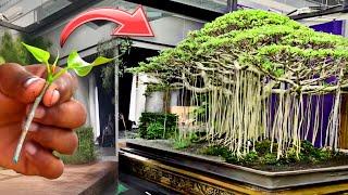 बोन्साई कलाकार कैसे बनाते बोना पेड़ ?  Bonsai Tree