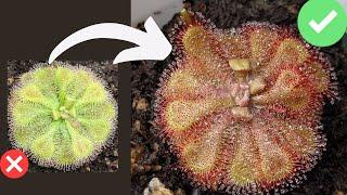 TOP 7 Beginner Mistakes When Growing Sundews Drosera Care + Tips