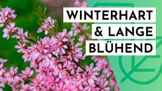 20 winterharte & langblühende STRÄUCHER für DEINEN Garten max. 2m hoch