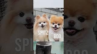 En Detaylı Pomeranian Videosu.Pomeranian nasıl bir köpek?#pomeranian #pomeranianpuppy #shorts #short