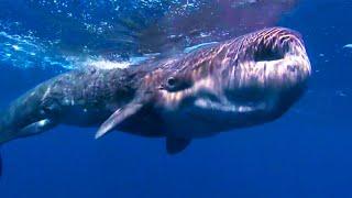 The Largest Predator in the World  Ocean Giants  BBC Earth