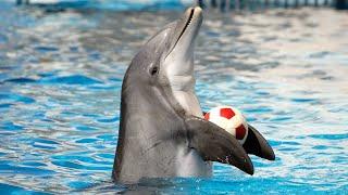 Dolphin Show in Dubai FULL VIDEO  Sea Worlds Dolphin Show Live