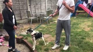 SLIP LEAD BASICS introduction to leash pressure and utilising it on a walk