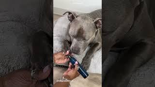 Dog Grooming ASMR