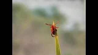 Ticks - Questing adult tick