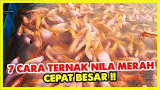 7 Cara Ternak Ikan Nila Merah Cepat Besar