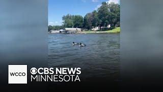 Minnesota DNR reunites loon family