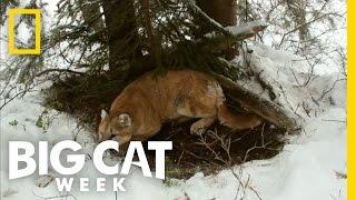 Top 3 Cougar Facts  Big Cat Week