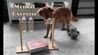 Mental Stimulation and Exercise for Dogs - Toller Edition