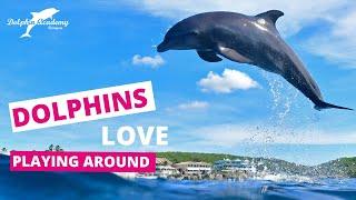 LOVE  Dolphins being dolphins @DolphinAcademyCur  #10