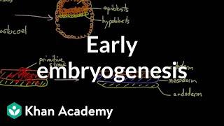 Early embryogenesis - Cleavage blastulation gastrulation and neurulation  MCAT  Khan Academy