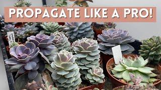 BEST Way To Propagate Succulents Fast  Angels Grove Gardening