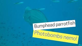 Bumphead parrot fish photobombs Nemo