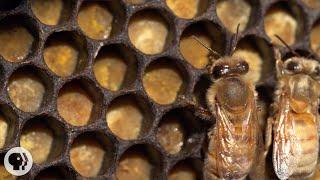 Honey Bees Make Honey ... and Bread?  Deep Look