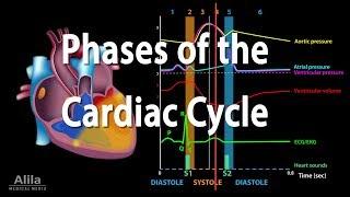 The Cardiac Cycle Animation