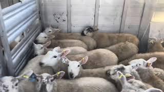 Lambs are heading to the market