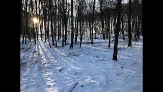 Driven hunt in Romania snow part 6  Hunterslife