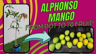 Alphonso Mango Tree 5 Year Progress - 3-Gallon Pot to 70 Mangoes