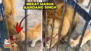 Kucing Oren Memang Berani. Masuk kandang Singa Untuk Makan. Akhirnya bikin Nyesek.