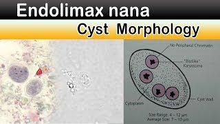 Endolimax nana  Cyst  Morphology