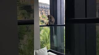 Monkeys on my balcony 