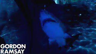 Shark extinction and its effect on ocean ecosystem  Gordon Ramsay