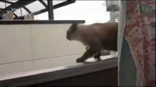 Gato gordo se cae al saltar