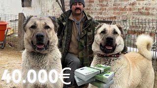 40000 EURO PRICE KANGAL DOGS  AWASOME  QUALITY 