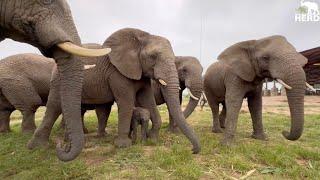 An Incredible Chaotic Introduction for Phabeni & All the Elephants in the Herd