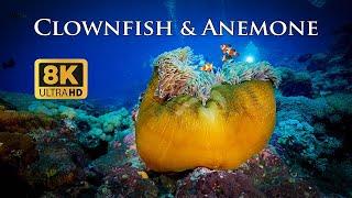 8K Taiwan Underwater Clownfish & Anemone 台灣美麗海底世界小丑魚與海葵